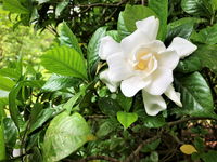 Gardenias Could Help To Treat This Rare Nervous System Disorder