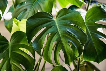 How You Can Care For A Monstera Deliciosa Plant In Your Home