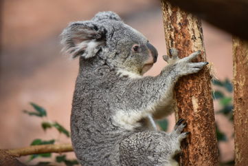 Young Male Koalas Were Caught Being Unexpectedly Affectionate Towards Each Other, Which Is Strange Since They’re So Solitary