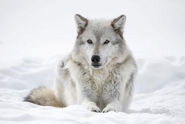 Wolves Are Bringing Balance Back To Yellowstone And Helping Willow Trees Grow