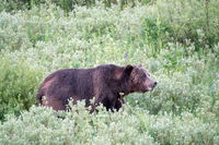 Drones Are Helping To Keep Grizzly Bears Far Away From People