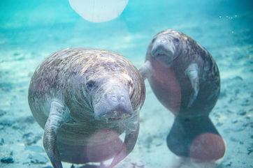 New Research Suggests Manatees Might Be Relatively Recent Florida Residents