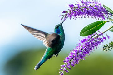 Hummingbird Wings Helped Inspire This Unique Approach To Robotic Flight Control That Could Revolutionize The Industry