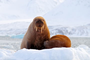 Vikings Searching For Walrus Ivory Might Have Encountered Indigenous Americans Hundreds Of Years Before Columbus Did