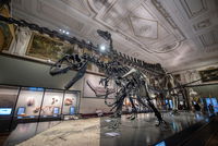 A 150-Million-Year-Old Dinosaur Skeleton Just Sold For Over $6 Million Dollars At An Auction In France