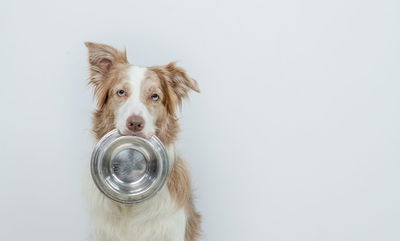 You Should Be Washing Your Dog’s Food Bowl Once A Day, And Here’s Why