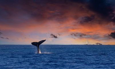 This Humpback Whale Crossed 3 Oceans Looking For Love And Ladies, Swimming Over 8,000 Miles In The Process