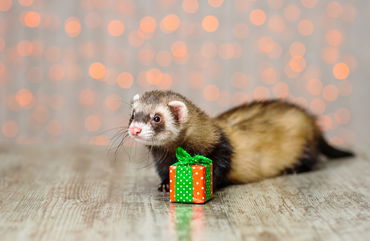 Ferrets Don’t Make Great Christmas Gifts, As They Are Complicated To Care For