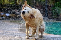 There’s A Scientific Reason Behind Why Wet Dogs Shake