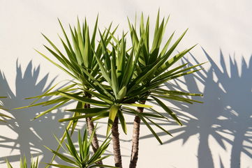 How You Can Care For The Spiky Dracaena