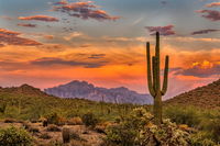 A Bronze Cannon Linked To A Famous Expedition From The Colonial Era Was Found In Arizona, Making It The Oldest Firearm In America