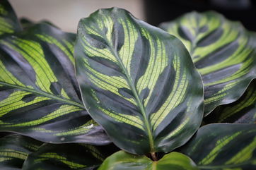 How You Can Care For A Calathea, Which Is Famous For The Striking Stripes On Their Leaves