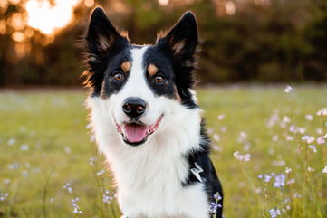 Your Dog Can Count, So You Bet They’re Keeping Track Of How Many Snacks You’re Giving Them