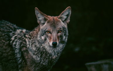 From Berkeley To The Bronx, City Life Seems To Be Shaping The Evolution Of Coyotes