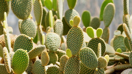 How To Care For The Bunny Ear Cactus, A Succulent That’s Sure To Capture Your Heart