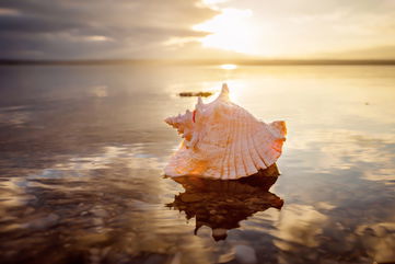 Conch Snails Strangely Have Excellent Eyesight, Which Helps Them Quickly Leap Away From Predators