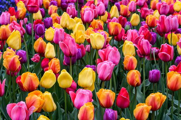 Everything You Need To Know About Storing Your Tulip Bulbs