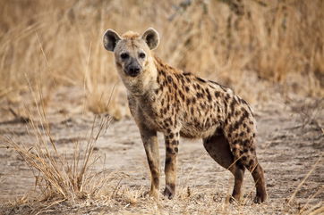 For The First Time In 5,000 Years, A Spotted Hyena Was Seen In Egypt