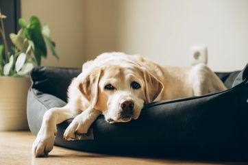 She Wants To Divorce Her Husband Since He’s So Mean To Her Elderly Dog