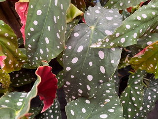 How To Care For An Angel Wing Begonia, A Houseplant That Combines Elegance With Drama