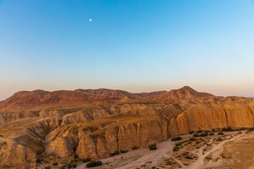 A Tree Was Grown From A 1,000-Year-Old Seed Found In A Cave In Israel