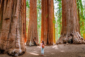 She Spent 738 Days Living In A Tree To Raise Awareness For Ancient Redwoods