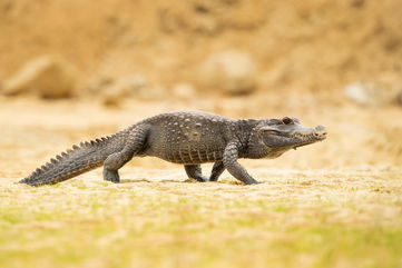 These Orange Dwarf Crocodiles Live Deep in A Cave, And Scientists Believe They Are Morphing Into A New Species