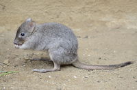 This Mini Kangaroo Is Bouncing Back From The Brink Of Extinction