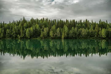 These Bizarre Blue Tree Rings Are Unveiling Details About Cold Summers From A Century Ago