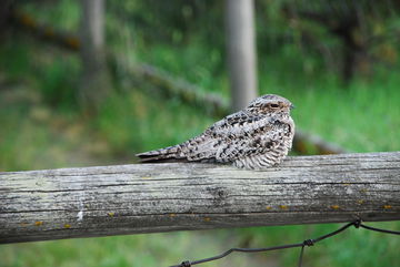 There’s Some Spooky Lore Surrounding The Elusive Whippoorwill, And They’re Often Seen As Omens Of Death And Decline