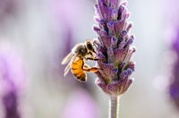 Tens Of Millions Of Bees Die Every Day Due To Car Collisions In The Western U.S.