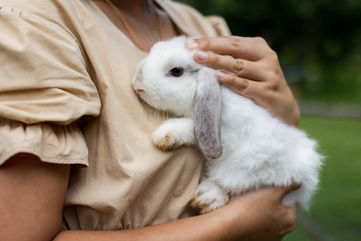 Rabbits Eat Their Own Teeth, So If You Have One As A Pet, You Might Be Giving Them Too Much Calcium