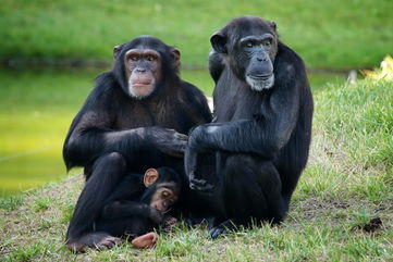 Chimpanzees Tend To Go To The Bathroom In Groups, Which Is Similar To How We Flock to Restrooms Together