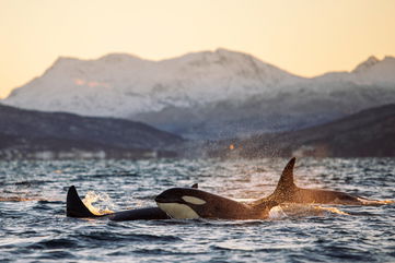 These Orcas Developed A Strategy To Hunt Whale Sharks