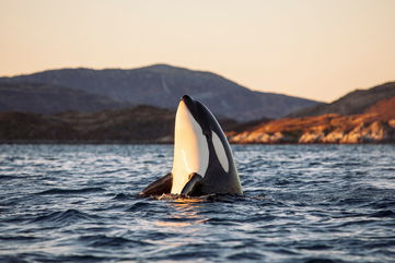 Orcas Were Spotted Wearing Dead Salmon Hats In The 1980s, And Now They’re At It Again