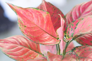 How You Can Care For An Aglaonema Pink Star