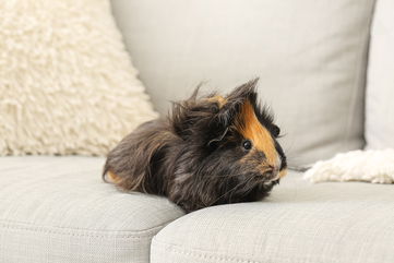 Her Husband Mixed Guinea Pig Poop In The Chocolates That She Ate As A Joke And Made Her Sick