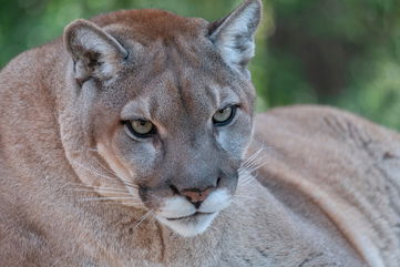 The Heaviest Florida Panther Ever Discovered Was Accidentally Captured, And It’s An Endangered Species