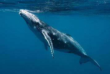 Orcas Worked To Free A Humpback Whale After A Rope Twisted Around Its Tail