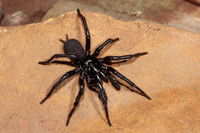 Researchers Have Identified This Australian Spider As Being Bigger And Deadlier Than The Rest