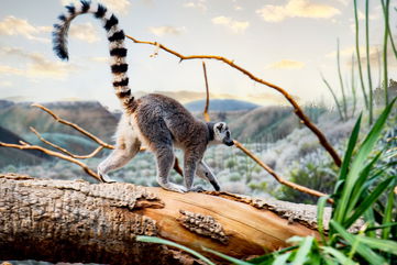 Lemurs Are In Danger Of Going Extinct, Despite Being So Genetically Diverse