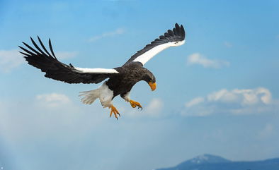 A Rare Steller’s Sea Eagle Was Seen In Canada, Which Is Pretty Far Away From Where They Call Home