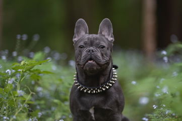 Everything You Need To Know About The French Bulldog