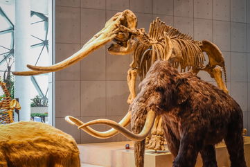 28,000-Year-Old Woolly Mammoth DNA Might Just Help Scientists Recreate The Animal, Since It Shows Signs Of Life