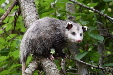 She Went Home With A Guy And Was Greeted By A Possum Who Crawled Through A Hole In His House