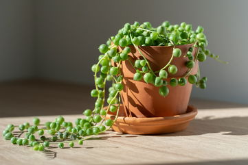 How To Care For The Captivating Succulent Known As A String Of Pearls Plant