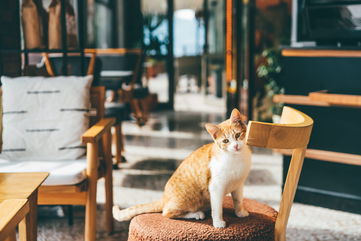 She Went To A Cat Cafe On A First Date, But The Guy Ignored Her And Talked To The Employees The Entire Time