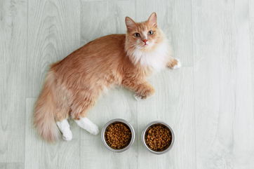 A Cat Passed Away From Bird Flu After Eating This Brand Of Food, Which Is Now Being Recalled