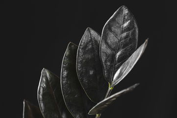 How To Care For A Black ZZ Plant, Which Went From A Rare Find To A Trendy Must-Have