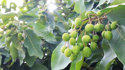 This Tibetan Medicinal Herb Could Help Treat Mild Cognitive Impairment